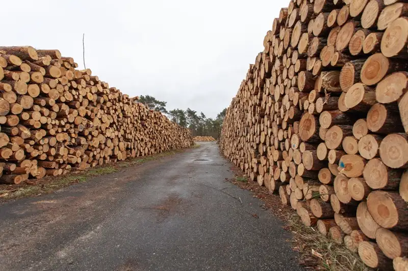Trading, Timber, Kenya